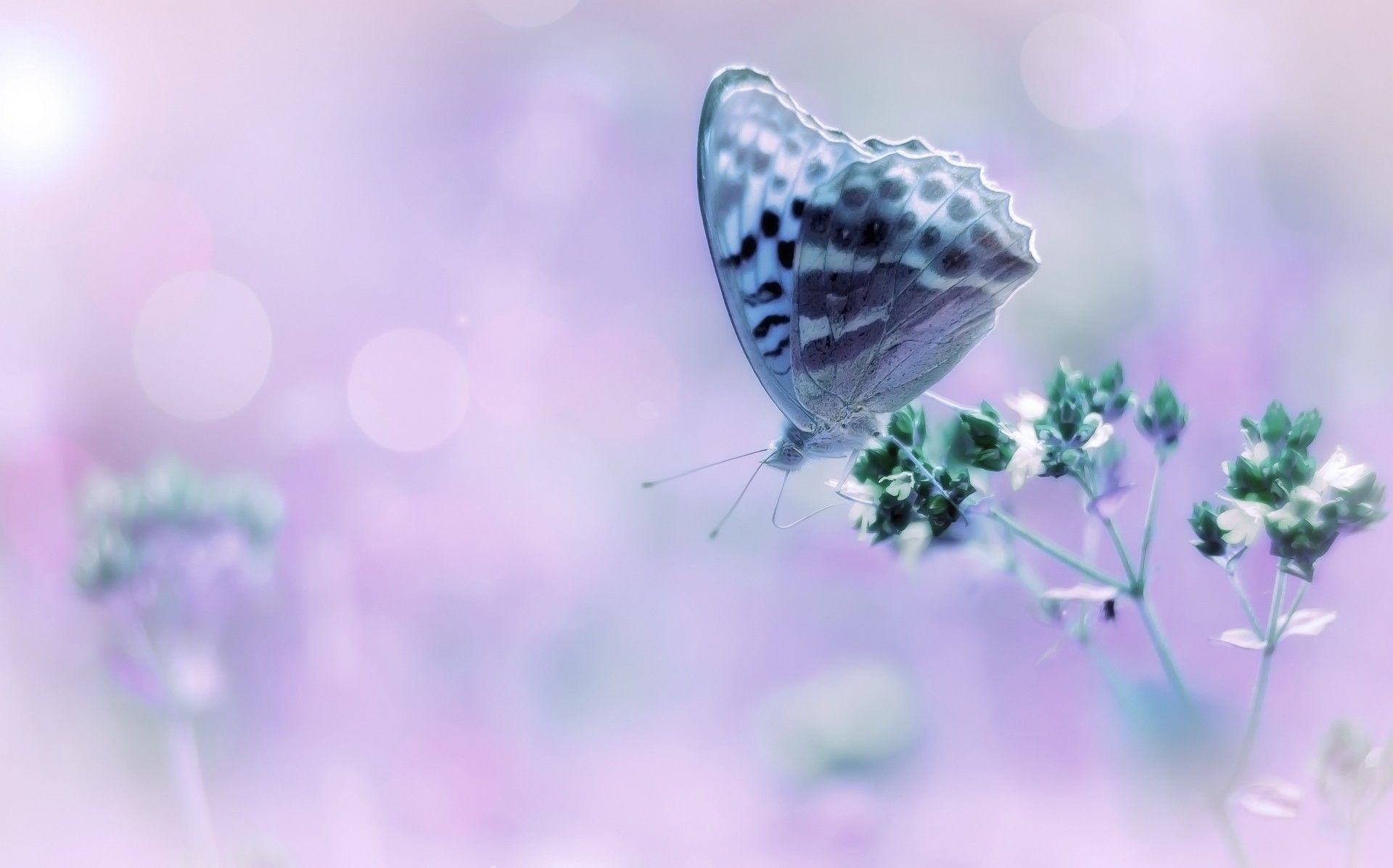 Розово голубая бабочка. Фон бабочки. Красивый фон с бабочками. Нежные бабочки. Бабочки розово голубые.